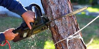 Best Tree Removal  in West Point, NY