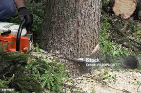  West Point, NY Tree Removal Pros